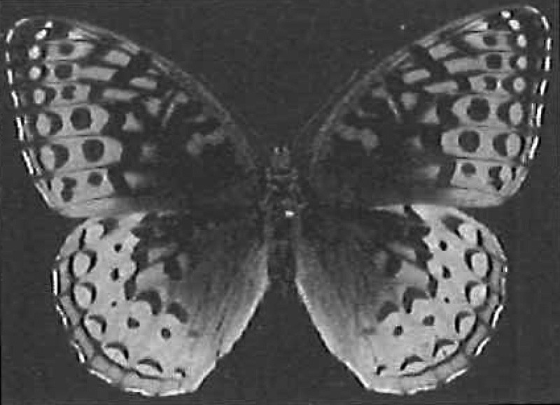 Great spangled fritillary butterfly, Speyeria cybele, collected by Richard Lent.