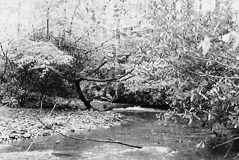 A rhododendron-shaded site on Coweeta Creek. 