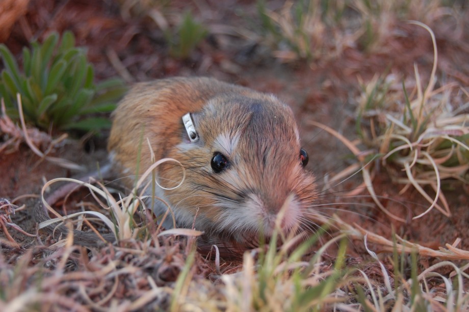 kangaroo rat