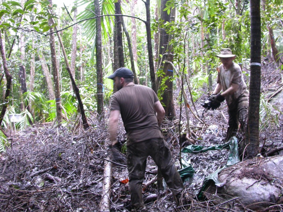 Luquillo LTER researchers redistribute debris that was trimmed from the canopy
