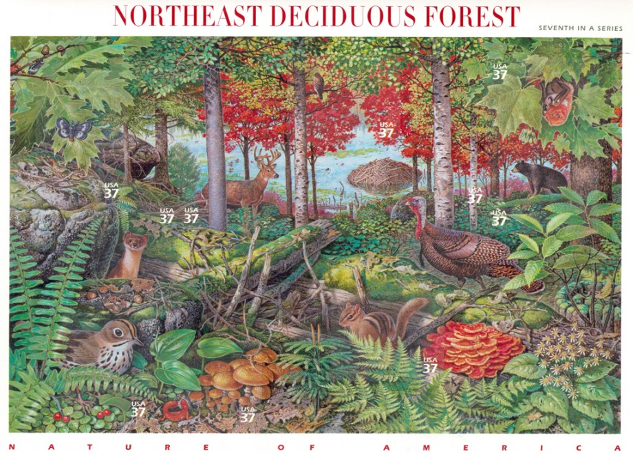 Nature of America: Northeast Deciduous Forest