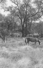 Zebra and Impala grazing