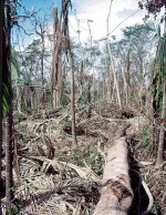 Forest damaged by Hurricane Georges in the Luquillo Mountains, Puerto Rico 