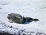 Mother and baby Weddell Seals lay on the frozen ice of McMurdo Sound