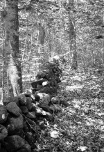 Stone walls lacing the New England landscape of Harvard Forest