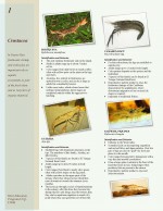 Crustaceans fact sheet