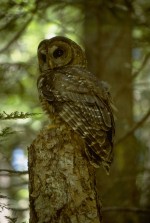 Northern Spotted Owl at the Andrews Forest