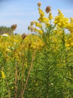 Goldenrod (Solidago canadensis) at the KBS LTER site
