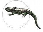 EL salamander