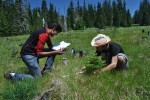 Measuring conifer at Bunchgrass Ridge