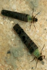 Caddisfly larvae, among the subjects of the study.