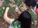 Students check for an invasive insect threatening hemlock populations in MA,