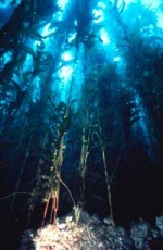 ooking underwater at the kelp forest of the Santa Barbara coast